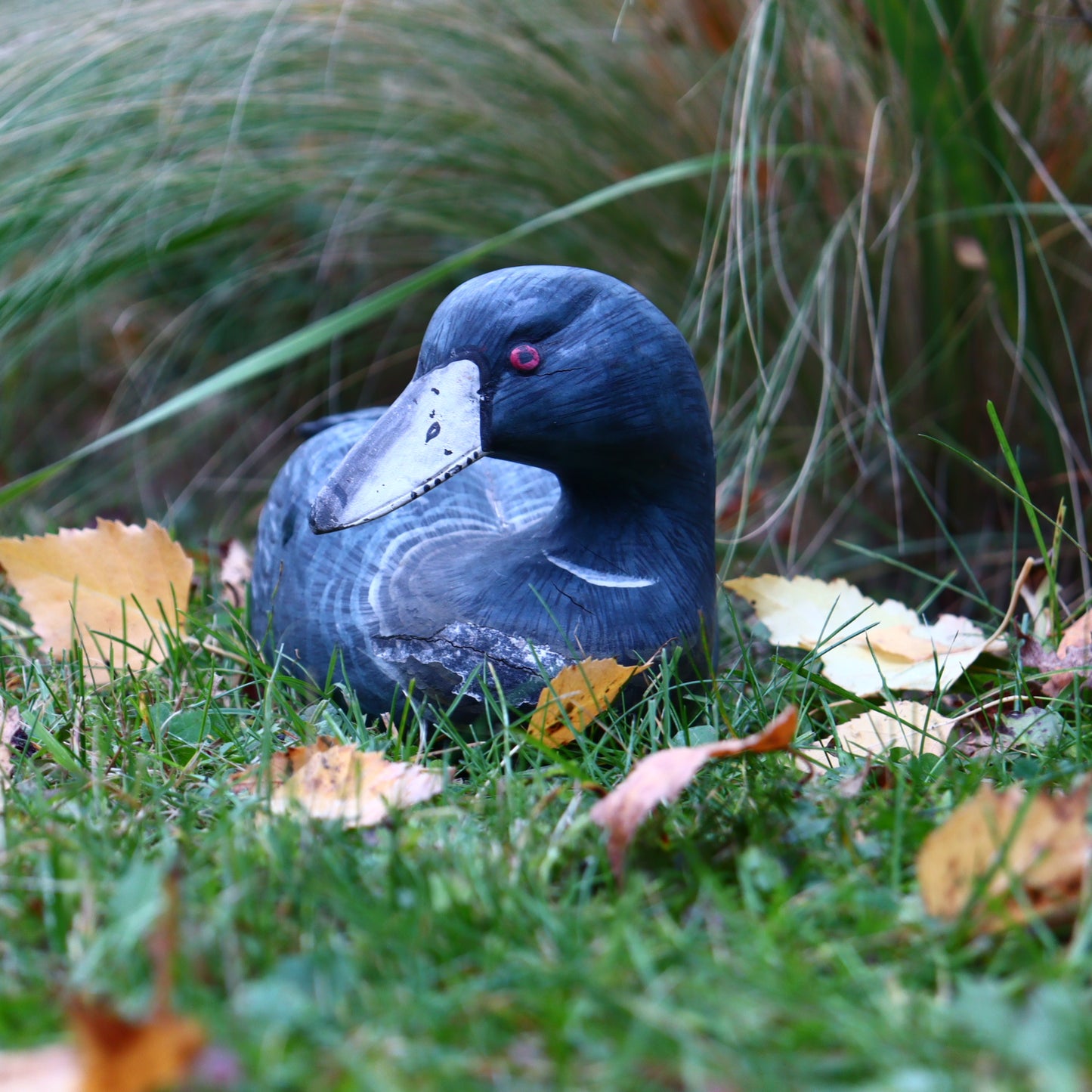 Wooden duck