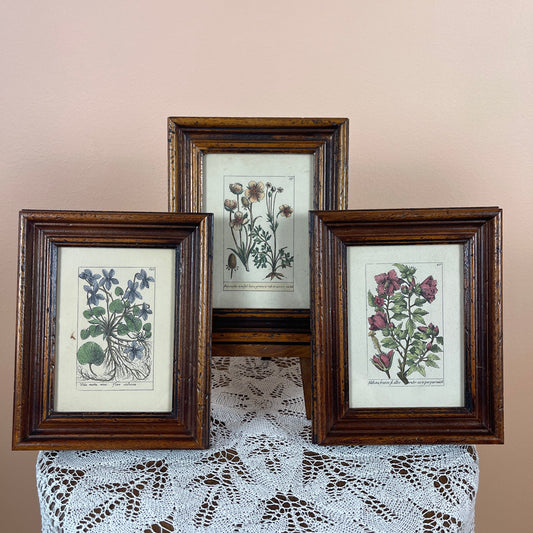 Three framed botanical prints on a lace tablecloth against a beige wall.